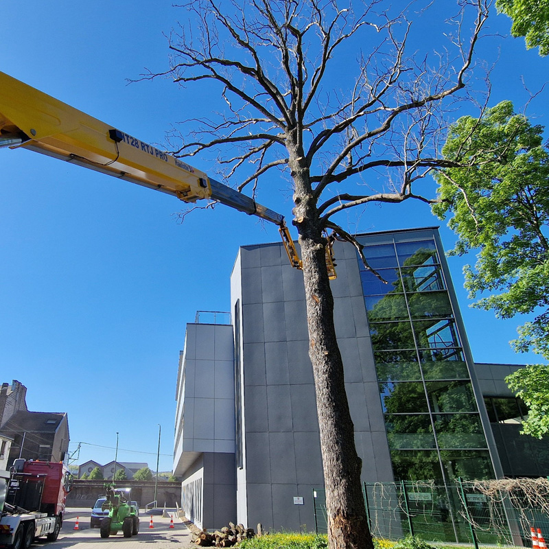 Elage d'un arbre