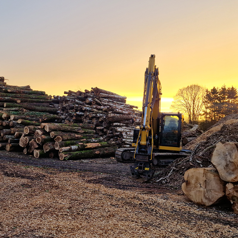 Travaux d’entretien sur les arbres