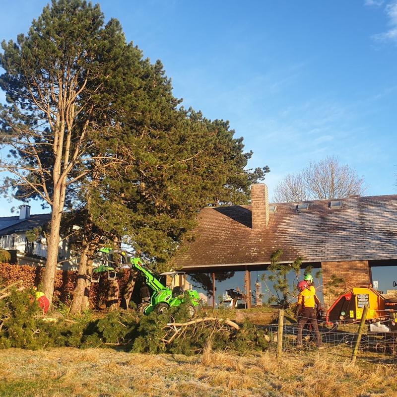 Abattage d'une dizaine de pins et feuillus avant la rénovation de la maison